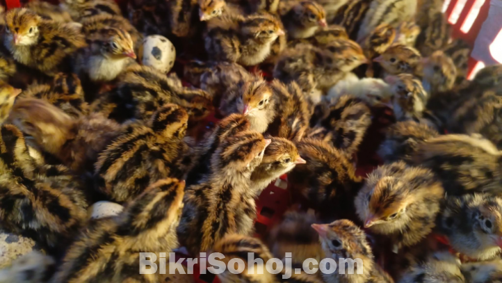 কোয়েল পাখি